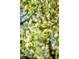Close-up shot highlighting the delicate white blossoms of a flowering tree at 6385 S Jay Way, Littleton, CO 80123
