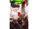Backyard chickens on a wood chip surface at 6385 S Jay Way, Littleton, CO 80123