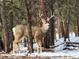 Buck deer stands tall in a forest clearing, nestled among the trees and snow at 26526 Gray Buck Trl, Conifer, CO 80433