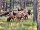 A group of elk graze in the lush green meadow surrounded by tall pine trees at 26526 Gray Buck Trl, Conifer, CO 80433