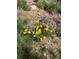 Close up on a flowerbed filled with yellow and purple wildflowers at 26526 Gray Buck Trl, Conifer, CO 80433
