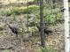 Two turkeys forage in the wooded area, partially hidden by trees and foliage at 26526 Gray Buck Trl, Conifer, CO 80433