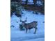 Deer spotted on the property at 20606 Yoke Trl, Morrison, CO 80465