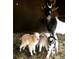 A mother goat watches over small baby goats inside of the barn, standing on hay at 24949 N Mountain Park Dr, Evergreen, CO 80439