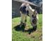 Outdoor image of a black and white donkey eating grass on a sunny day at 24949 N Mountain Park Dr, Evergreen, CO 80439