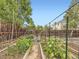 Backyard vegetable garden with raised beds, trellises, and abundant greenery at 17404 E Prentice Cir, Centennial, CO 80015