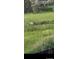 Backyard view of wildlife (deer) in grassy field behind the property fence at 10137 W Berry Dr, Littleton, CO 80127