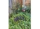Lush flowerbed with vibrant rose bushes and various plants, adding color and texture at 11149 Seton Pl, Westminster, CO 80031