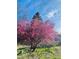 Beautiful flowering tree with vibrant pink blossoms accents the lush green yard at 1037 Wagonwheel Gap Rd, Boulder, CO 80302