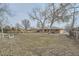 Backyard with grass and leaves, plus mature trees and a wood fence around the perimeter at 8471 Rainbow Ave, Denver, CO 80229