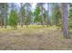 View of spacious backyard featuring mature trees and glimpses of the property's exterior at 26732 Main St, Conifer, CO 80433