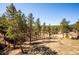 Expansive landscape features mature pine trees, natural terrain, and serene surroundings on a sunny day at 2122 Cramner Ct, Evergreen, CO 80439