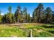 Secluded wooded lot with mature trees, tall grasses, and a serene, natural environment at 28553 Birch Ln, Conifer, CO 80433