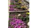 Beautiful flower bed featuring vibrant purple and yellow flowers at 22400 County Road 10, Hudson, CO 80642