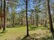 Expansive yard with mature trees, lush green grass, and a cozy treehouse at 8422 S Ault Ln, Morrison, CO 80465