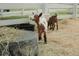 A playful young goat with brown and white spots stands near a hay-filled trough on the property at 8788 E Tanglewood Rd, Franktown, CO 80116
