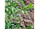 Lush foliage featuring delicate white blooms and green leaves at 2602 Hidden Valley Road, Sedalia, CO 80135