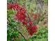 Lush foliage featuring vibrant red leaves amongst green foliage at 2602 Hidden Valley Road, Sedalia, CO 80135