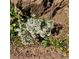 Clusters of delicate white wildflowers bloom near a rocky outcropping at 2602 Hidden Valley Road, Sedalia, CO 80135