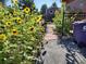 Charming side yard featuring a garden with sunflowers and gravel pathway, creating a welcoming outdoor space at 2700 S High St, Denver, CO 80210