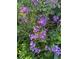 Closeup of vibrant purple flowers in a lush garden setting at 4827 S Lewis Ct, Littleton, CO 80127