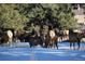 Large herd of elk grazing in snowy field at 21531 Main Ave, Golden, CO 80401