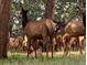 Doe elk and calves in the woods at 21531 Main Ave, Golden, CO 80401