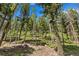 Dense forest with tall trees and rocky ground at 26269 Richmond Hill Rd, Conifer, CO 80433