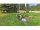 Picturesque creek with lush greenery, complementing the serene and wooded surroundings at 27612 Shadow Mountain Dr, Conifer, CO 80433