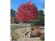 Landscaped front yard with a vibrant red maple tree and a dog at 1745 Holmby Ct, Castle Rock, CO 80104