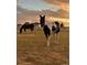 Tranquil pasture scene featuring two horses grazing peacefully at sunset with property buildings in background at 12901 2Nd St, Parker, CO 80134