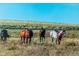 Several horses stand in a field of dry grass under a clear blue sky at 6597 S State Highway 83, Franktown, CO 80116