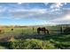 Horses graze in a lush green pasture under a partly cloudy sky at 6597 S State Highway 83, Franktown, CO 80116