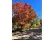 Picturesque street view showcasing a beautiful tree with red autumn leaves at 6087 S Elizabeth Way, Centennial, CO 80121