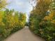 A street view of a winding dirt road surrounded by trees with yellow and green foliage at 6087 S Elizabeth Way, Centennial, CO 80121