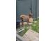 A fawn stands near a wall by some grass at 1952 Columbine Ct, Golden, CO 80401