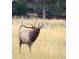 Majestic bull elk with large antlers standing in a field of tall grass at 1952 Columbine Ct, Golden, CO 80401
