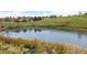 Peaceful pond surrounded by lush greenery, creating a serene and tranquil natural landscape at 7888 Canvasback Cir, Littleton, CO 80125