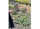 A garden with rocks, pebbles, lavender flowers and yellow flowers at 15771 W Eureka Ave, Morrison, CO 80465