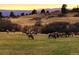 Scenic property view of grazing elk, mountain views, and golden hillsides, offering a serene natural setting at 858 Swandyke Dr, Castle Rock, CO 80108