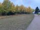 Picturesque view of a tree-lined path with a dog running in the background at 24 Pine Valley Rd, Evergreen, CO 80439