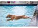 A dog jumps into the pool, creating a refreshing and fun aquatic scene at 1962 Canyonpoint Ln, Castle Pines, CO 80108