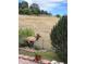 Backyard showing a deer with decorative rock and planted features at 6701 W Yale Ave, Lakewood, CO 80227