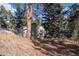 Exterior view of small cabin nestled in the woods at 5925 Herzman Dr, Evergreen, CO 80439