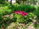 Vibrant pink peonies in full bloom create a colorful display in the lush garden setting at 21351 E Williamette Pl, Centennial, CO 80015