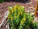 Bright yellow flowers in a garden bed surrounded by mulch create a cheerful outdoor scene at 21351 E Williamette Pl, Centennial, CO 80015