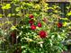 Close-up of vibrant red rose bush with green foliage adds beauty to the outdoor space at 21351 E Williamette Pl, Centennial, CO 80015
