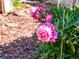 Close-up of pink and white peony blossoms adds a touch of elegance to the garden at 21351 E Williamette Pl, Centennial, CO 80015