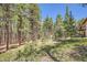 Lush backyard surrounded by tall trees, offering privacy and a tranquil setting at 18150 Martingale Rd, Monument, CO 80132