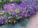 Up close view of a bed of purple flowers and greenery at 1788 Glencoe St, Denver, CO 80220